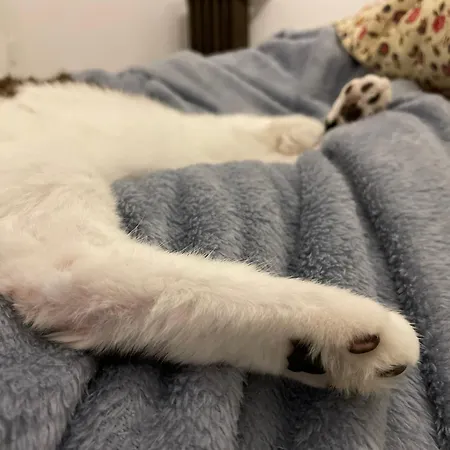 Le Palmier Alloggio in famiglia *